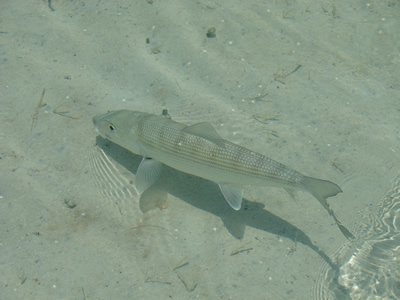 Bonefish in water